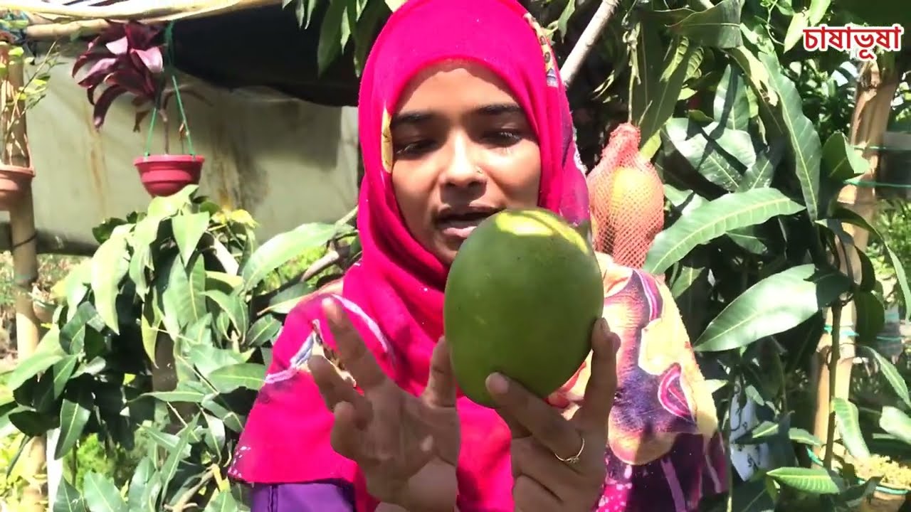 নতুন জাতের লেট ভ্যারাইটির আম চাষ || Late variety mango in Bangladesh