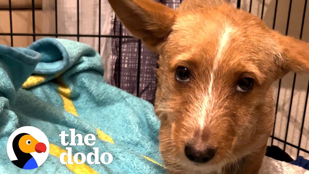 Scared Puppy Showed Up In Woman's Backyard | The Dodo