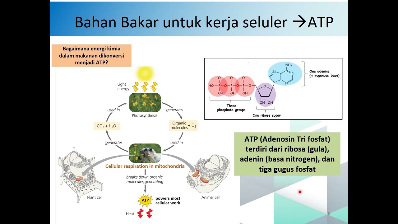 5 #BIOLOGI DASAR 1 - METABOLISME