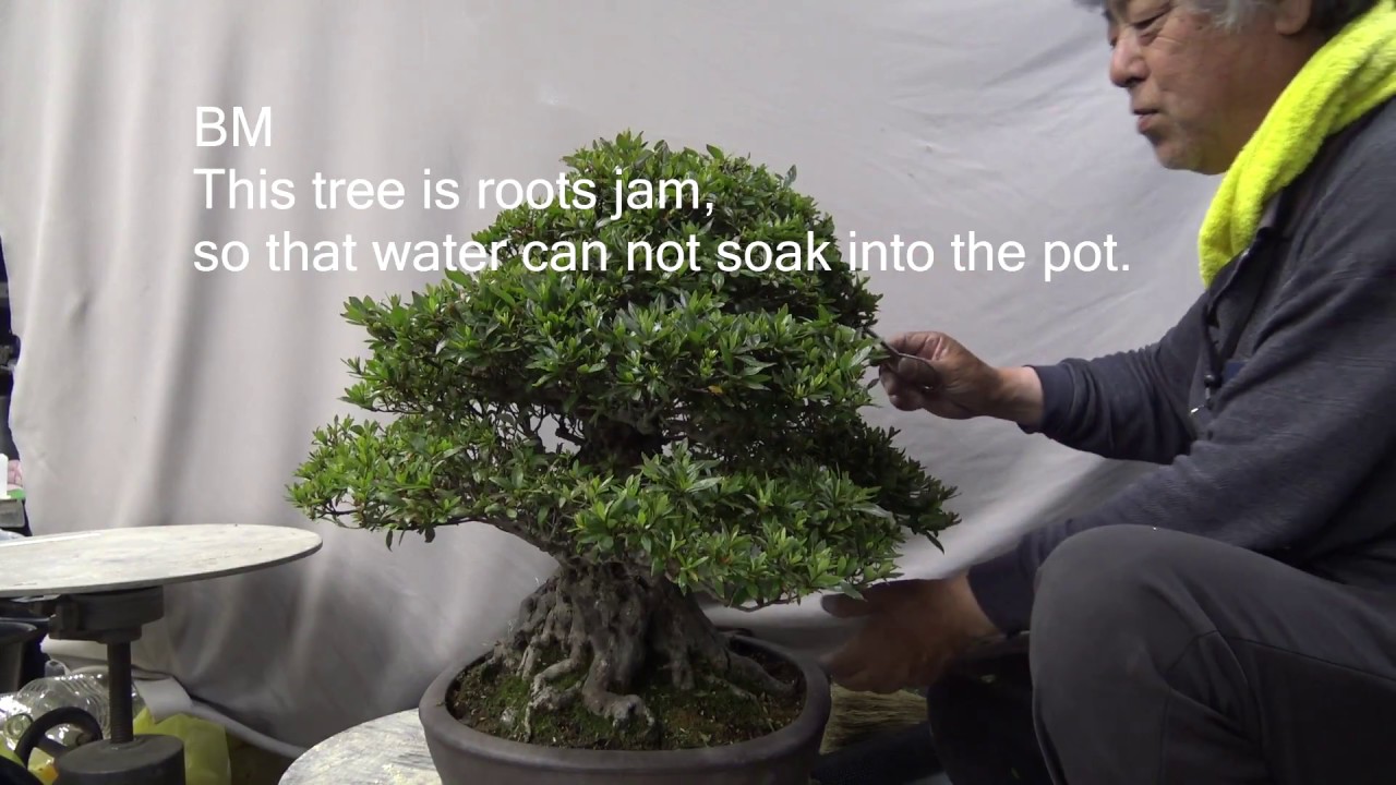 Azalea Bonsai named NYOHOUZAN 如峰山.PART 3. trim and repot.