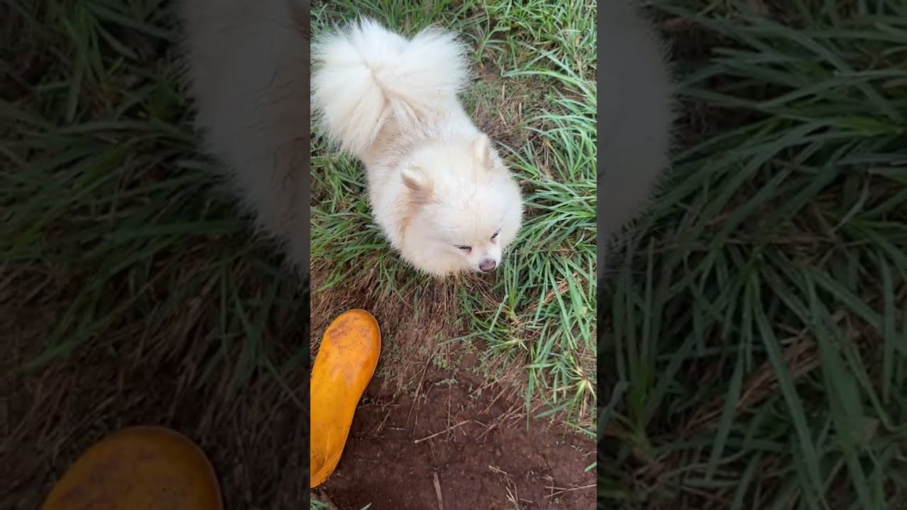 Early Morning Walk with My Cute Animals