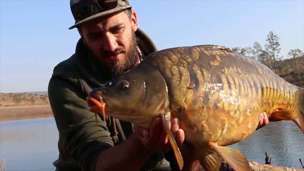 Mountain Carp - Karpioene 2017