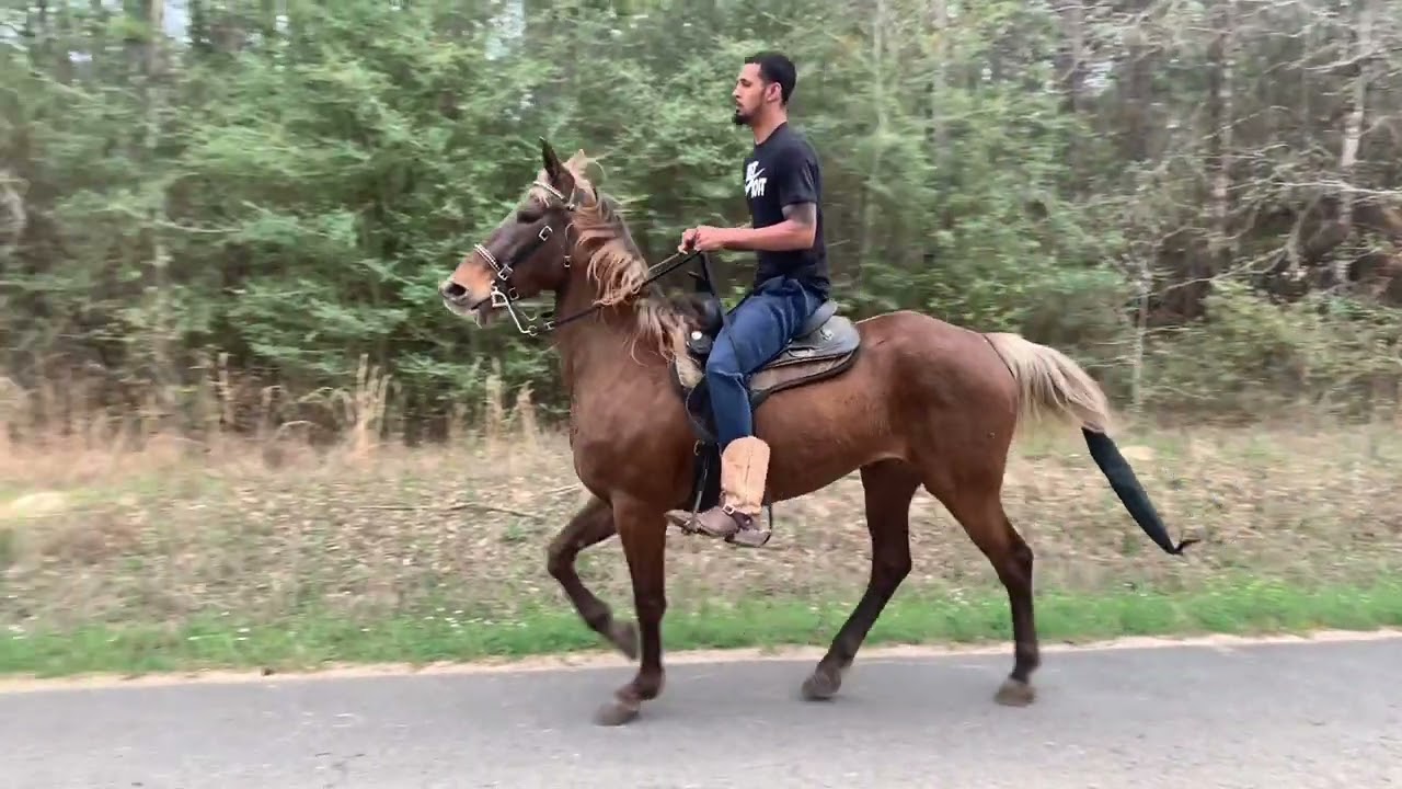 Enterprise’s Stylin’ Foxy SHOBA registration video
