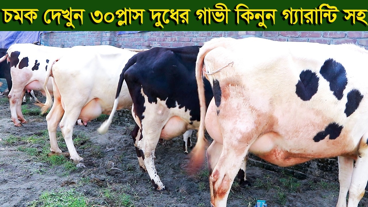 প্রবাসীর চমক ৩০প্লাস দুধের গাভী কিনুন গ্যারান্টি সহ dairy farm