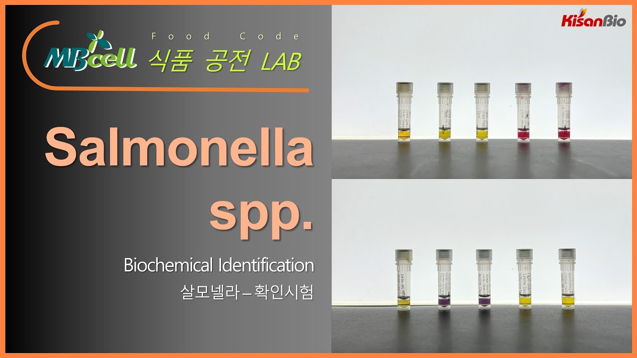 MBcell 식품공전 살모넬라 확인시험 실험하기! (Salmonella spp.)
