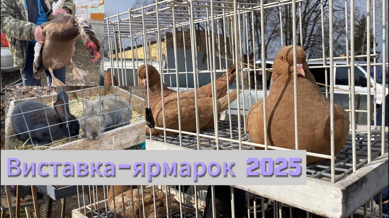 15.03.2025 ВИСТАВКА-ЯРМАРОК ГОЛУБІВ ТА ІНШИХ ТВАРИН с. СТЕПНЕ ПОЛТАВСЬКИЙ РАЙОН ПОЛТАВСЬКА ОБЛАСТЬ