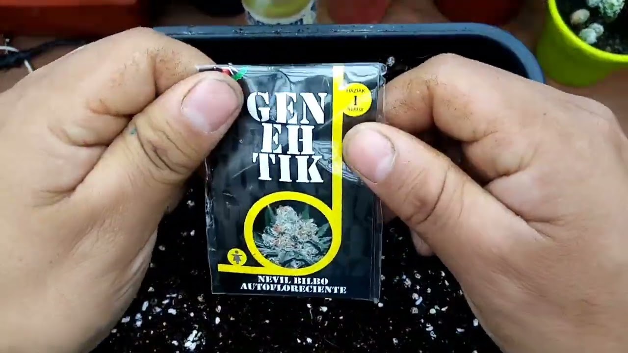 Genehtik seeds, nevil bilbo auto.