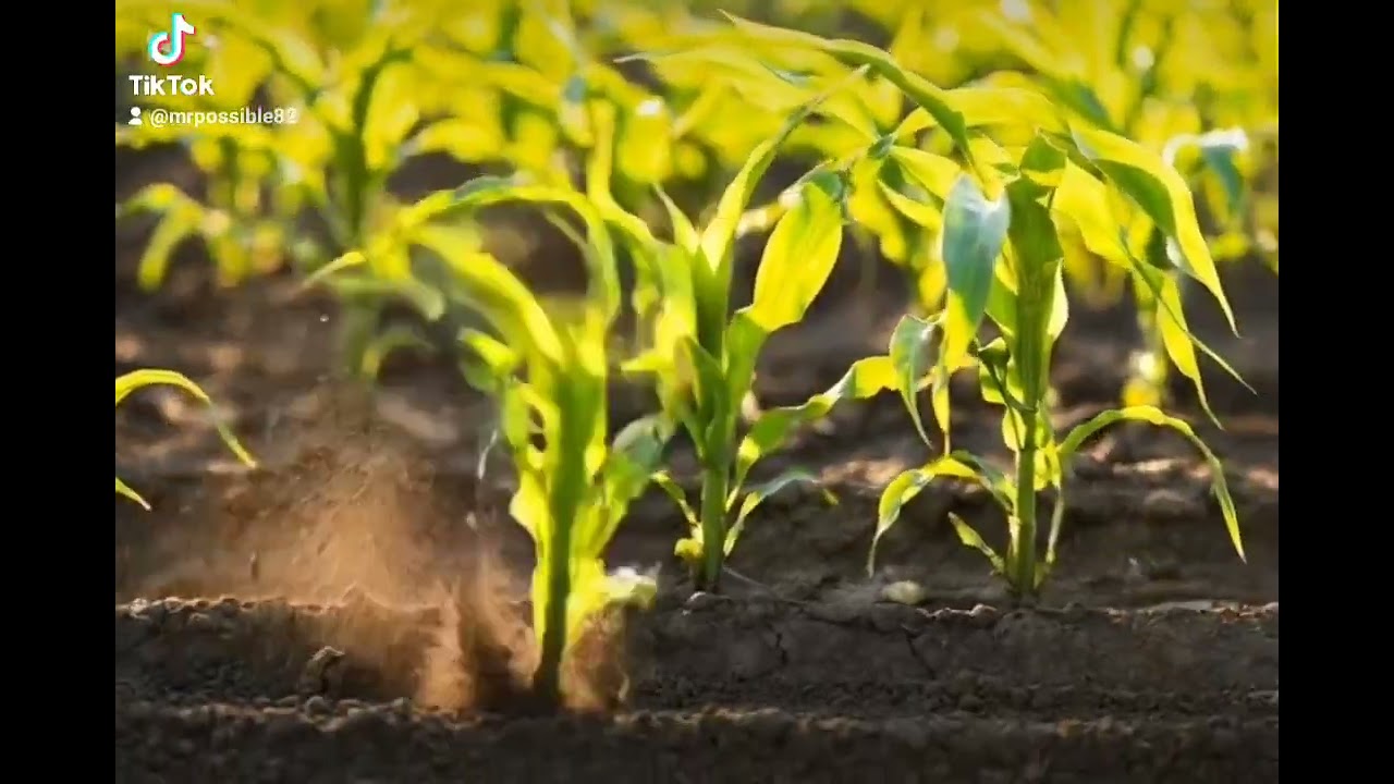 Funny video #viral #videoviral #vifyp #fyp 
