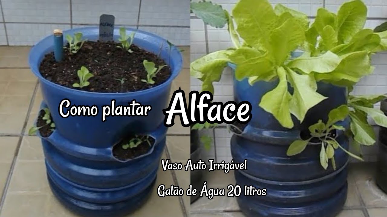 Como Plantar Alface - Vaso Auto Irrigável em Galão de Água Mineral de 20 Litros