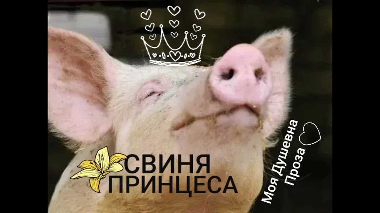 Гумореска  ,,Свиня принцеса