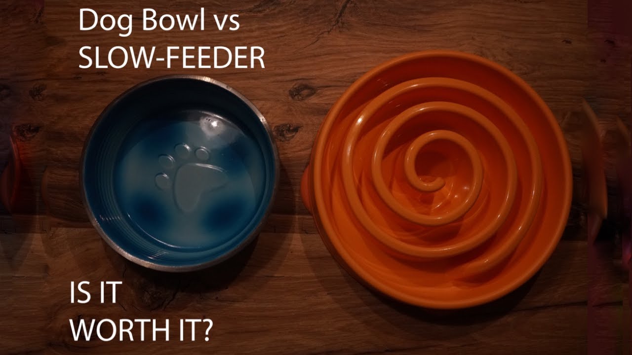 SLOW FEEDER vs normal dog bowl