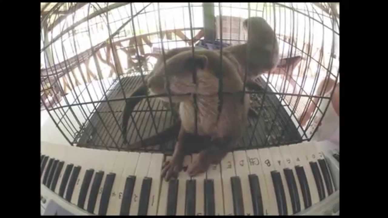 Otters playing an electric piano. Funny and Cute!  #otters