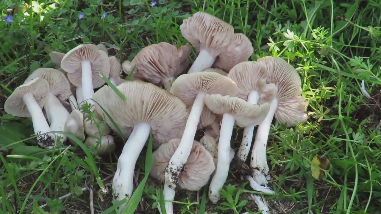 Prugnoli...o Entoloma ? un fungo di grade valore.