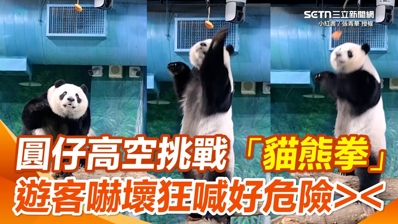 圓仔上樹化身功夫熊貓！ 爬高高挑戰打食大任務 一旁遊客驚呼連連：好怕牠摔下來＞＜｜三立新聞網 SETN.com