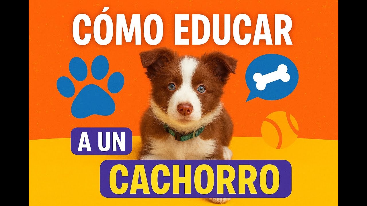 ANTES de las 3 vacunas DEBE estar ENTRENADO🐶 TU veterinario NO tiene RAZÓN ❌