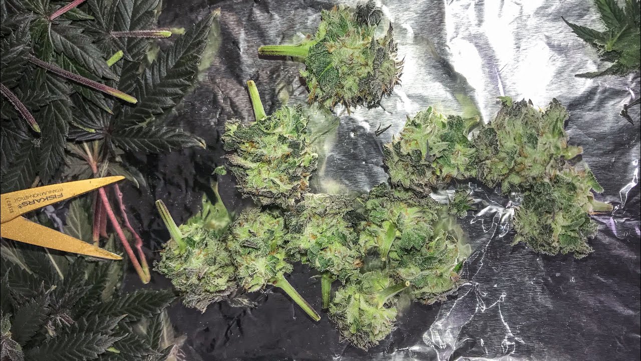 Blue Cookies! Selective Harvest! GCGenetix