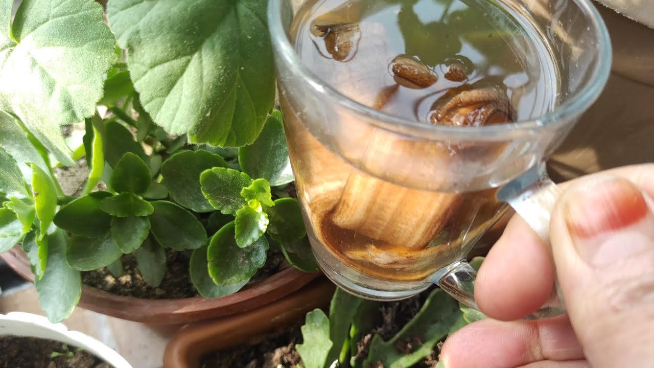 Marketin Çöpüne Atılan Çiçekleri Nasıl Canlabdırdım!!!