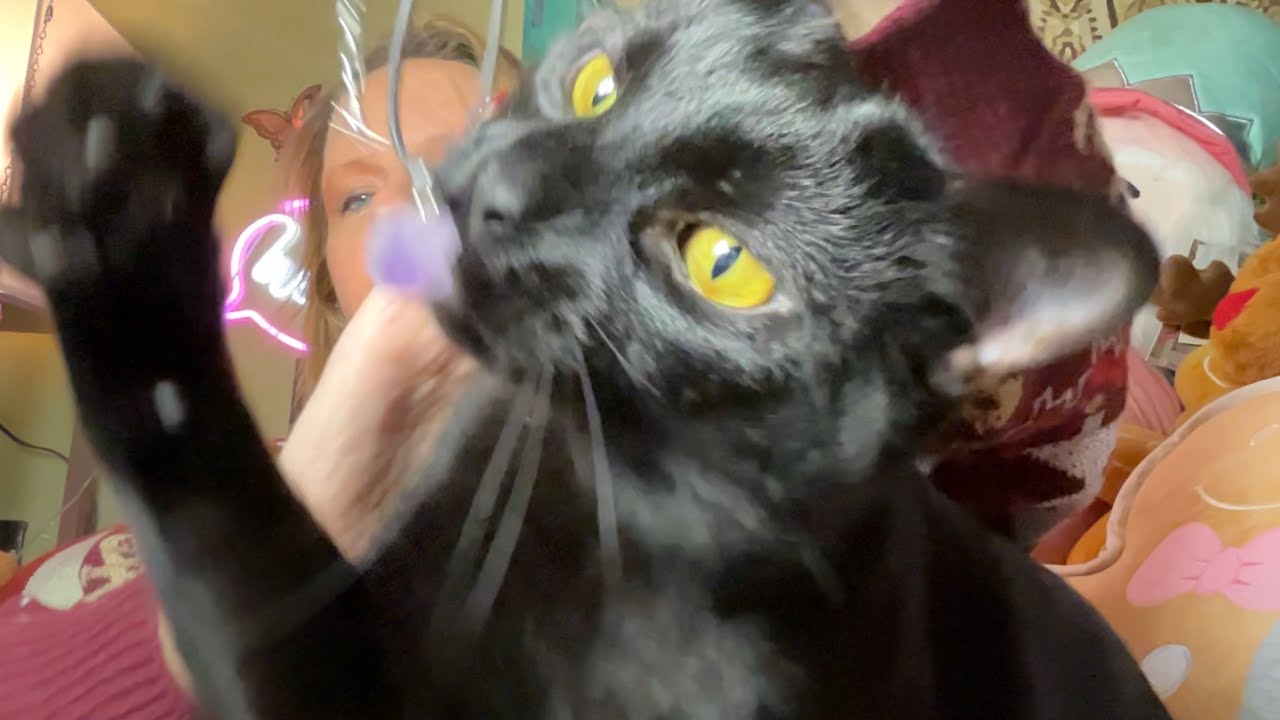 Loki and I Bring You a Wednesday TEMU HAUL | December 11, 2024