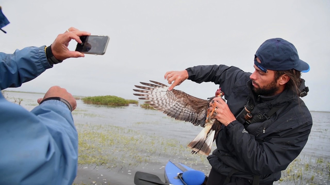 Snail Kite (Rostrhamus sociabilis) Tagging in Brazil