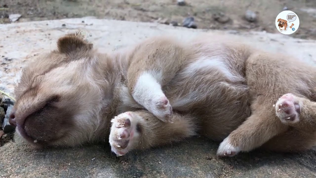 Disabled puppy is abandoned outdoors. There is an urgent need for someone to adopt them