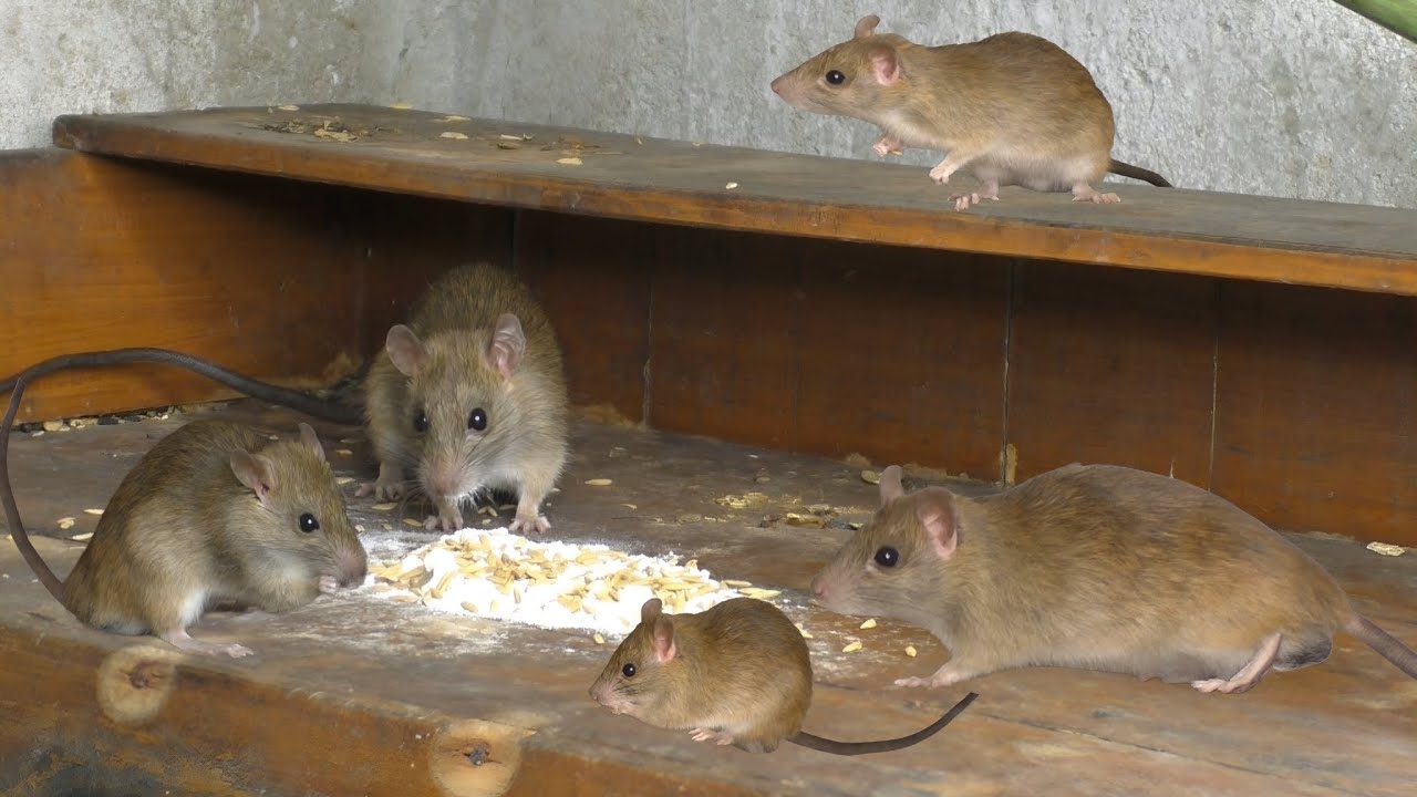 Rats No 4