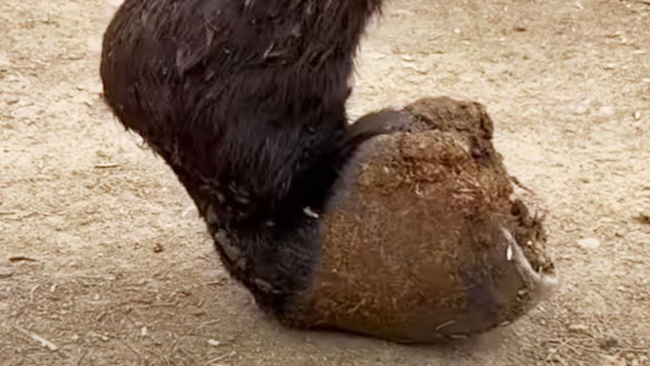 Ah  The Donkey's Deformed Hoof Grows In Reverse And It Can't Get Up From The Ground!