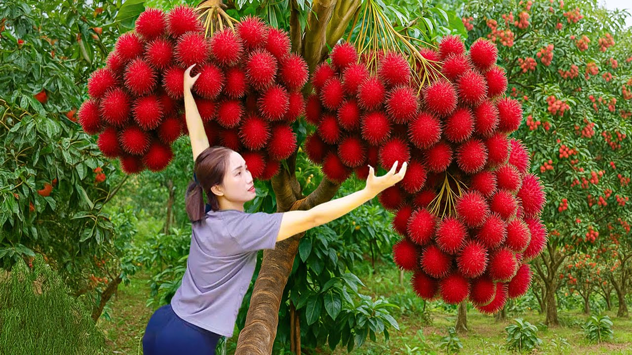 Harvesting +1000kg Giant Rambutan in Forest, Peel & Remove Seeds, Cook in Rock Sugar to Sell