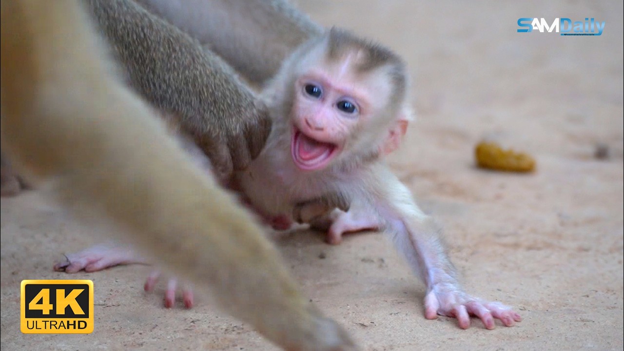 LIBY's Babies Leave the Nest Faster Than Other Monkey Cubs