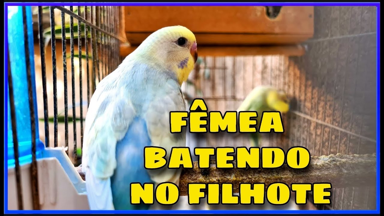 FEMEA DE PERIQUITO BATENDO NO FILHOTE o que fazer?