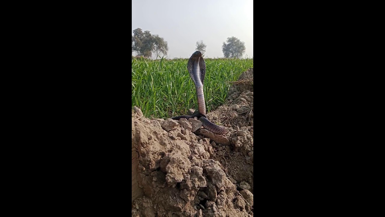 Nag Sevar A1 Live Stream