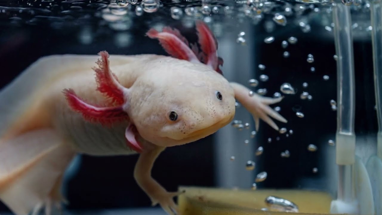 Axolotls: The Eternal Youths with Superpowers