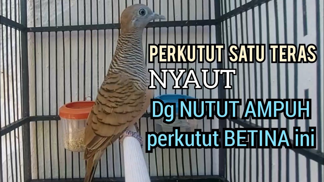 Mana ada perkutut DIAM Mendengar Perkutut Betina memanggil jantan NUTUT SUARA AMPUH ini ❗