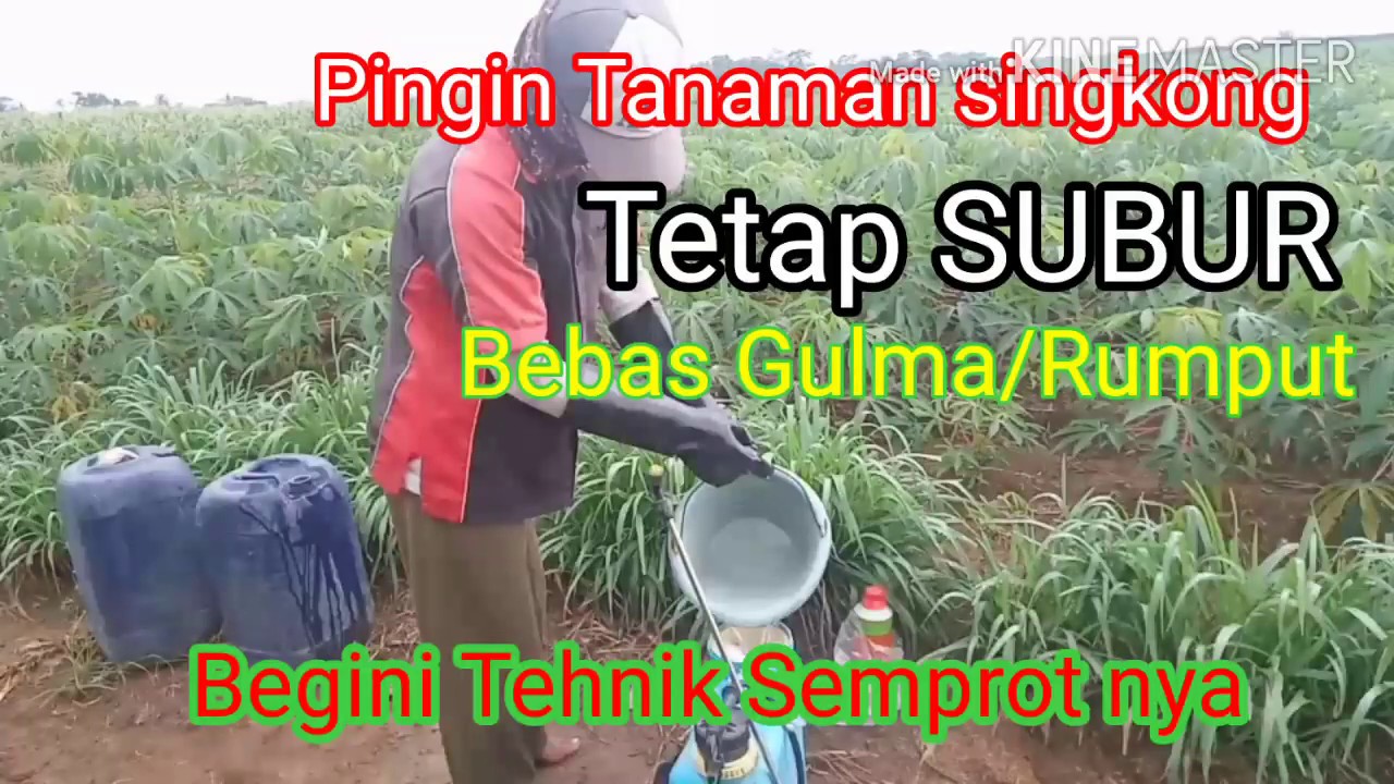 Cara Semprot Rumput Tanaman Singkong