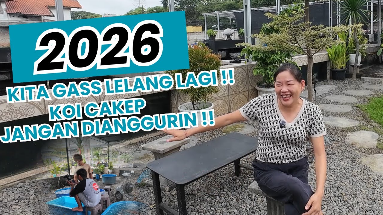 TAHUN 2026 KITA GASS LELANG LAGI !! IKAN KOI CAKEP JANGAN DIANGGURIN!! 
