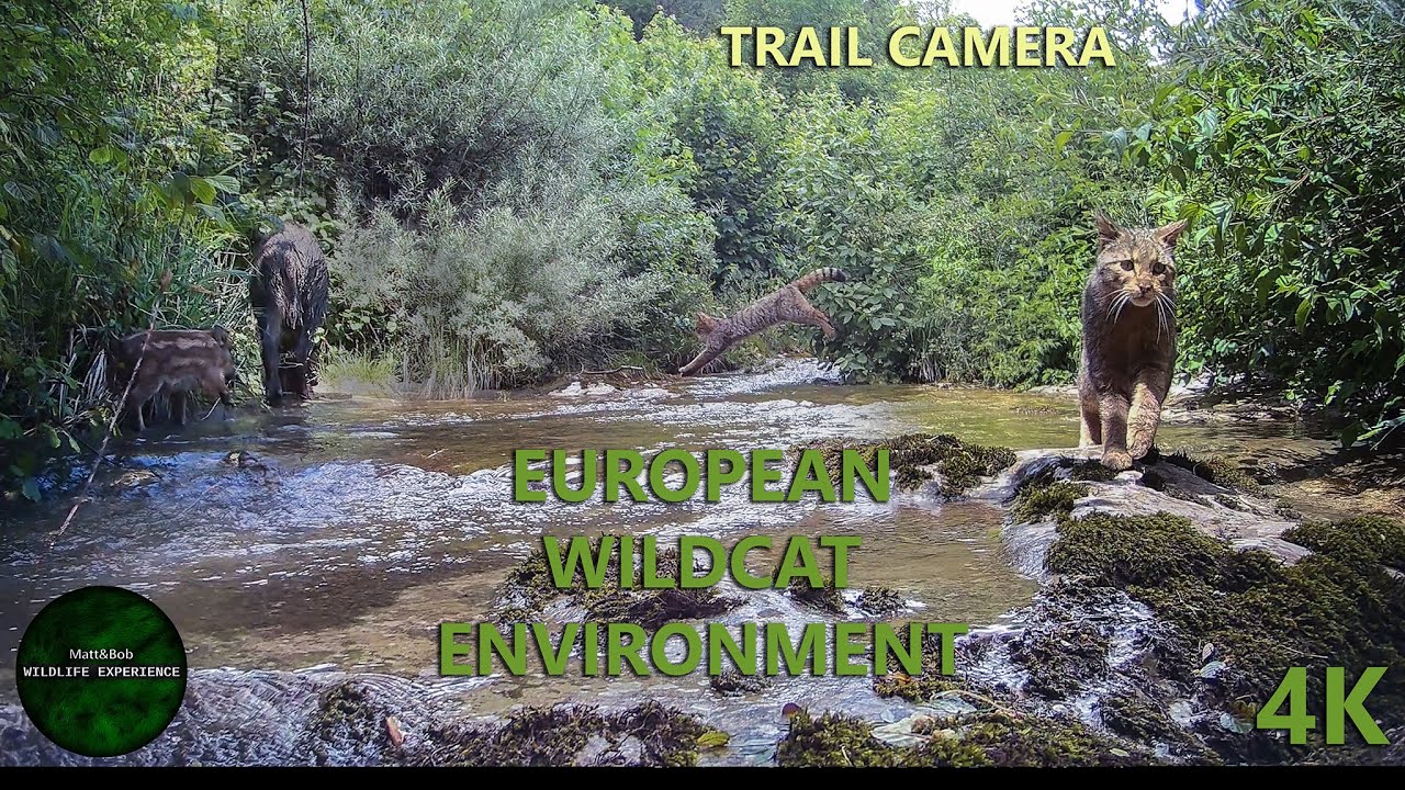 ARE THEY WATERPROOF ? TRAIL CAMERA ON WATER STREAM CROSSING POINT - EUROPEAN WILDLIFE