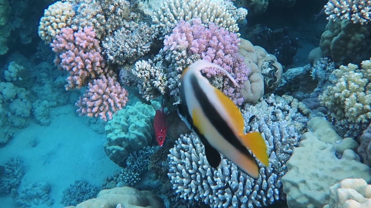 Ras Nasrani 2019 - Snorkeling - short video