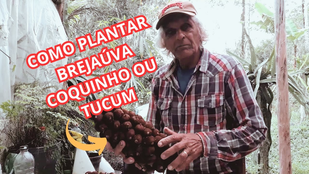 Como germinar brejauva, tucum, coquinho em menos tempo