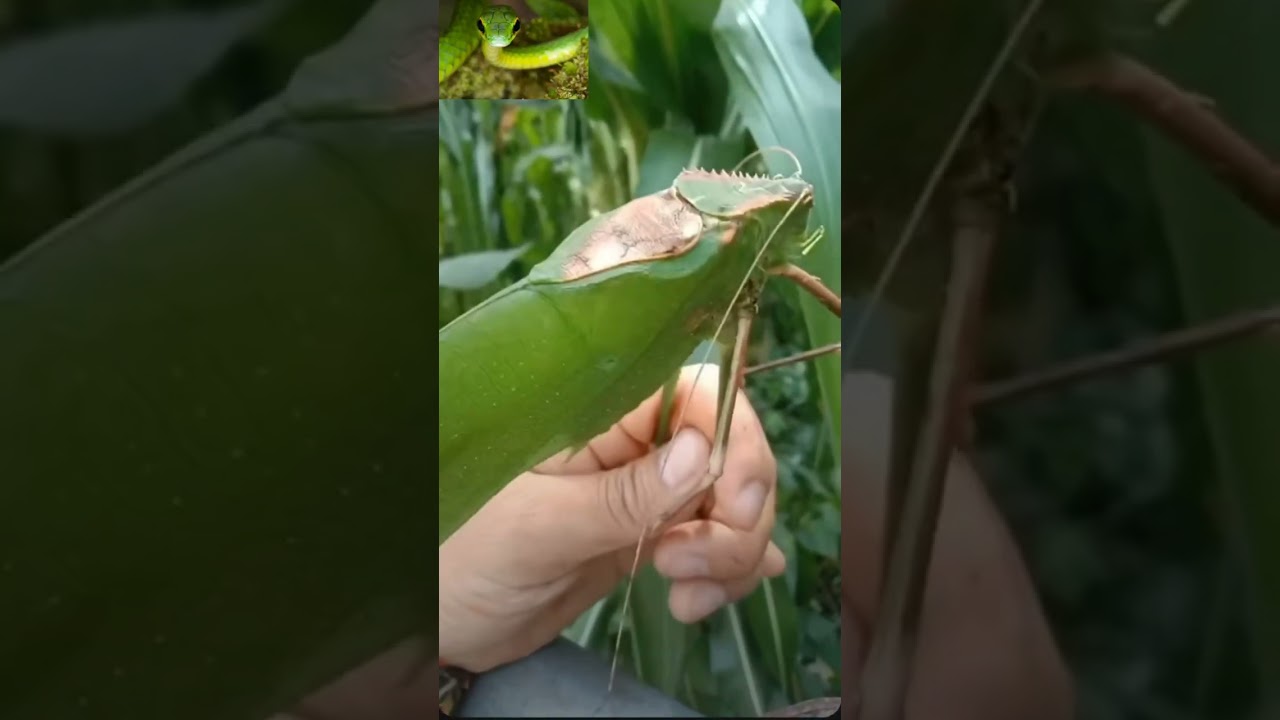 new type species  #trending #shorts #videos