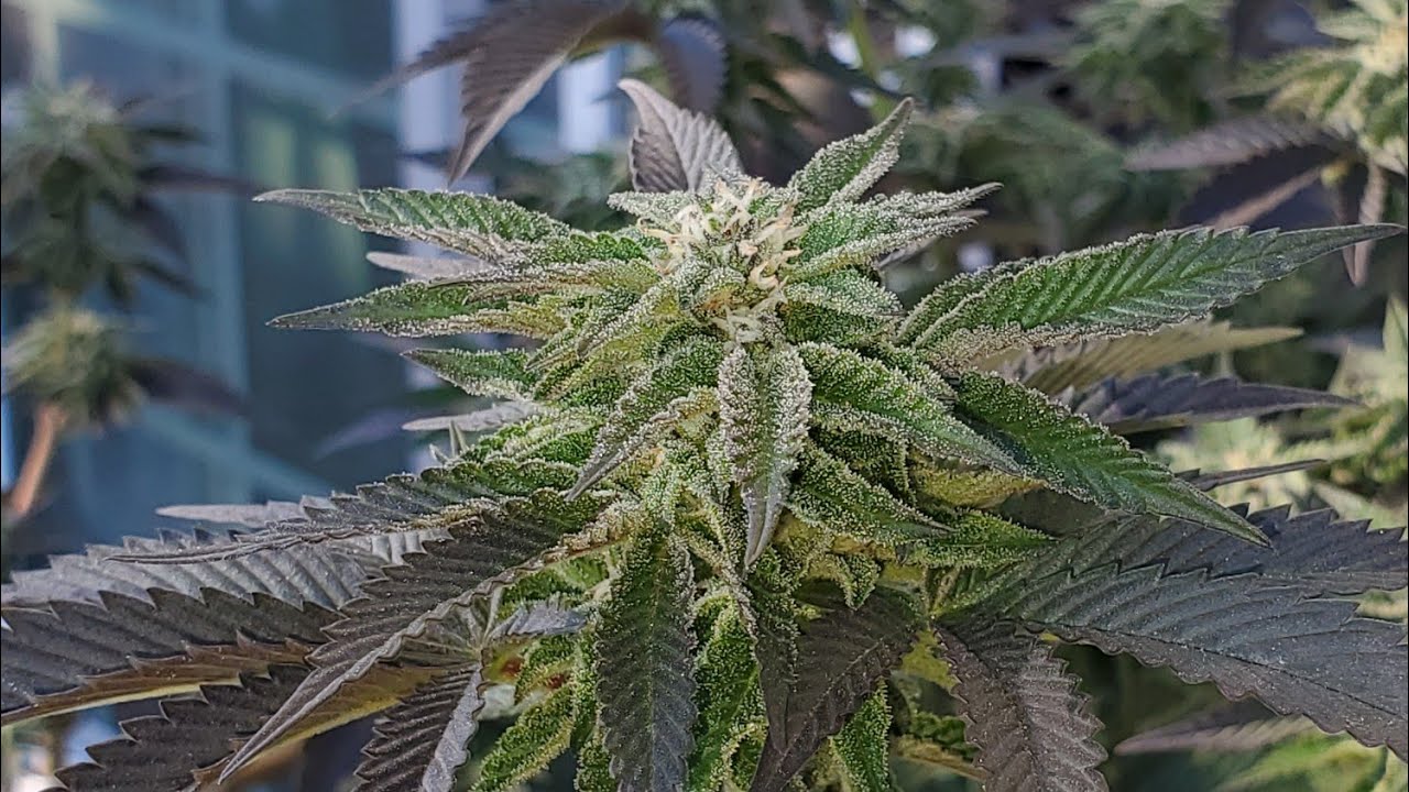 Banana wafers: Flower  week 4