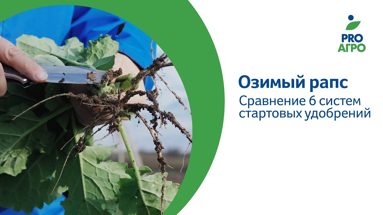 Озимый рапс. Сравнение 6 систем стартовых удобрений