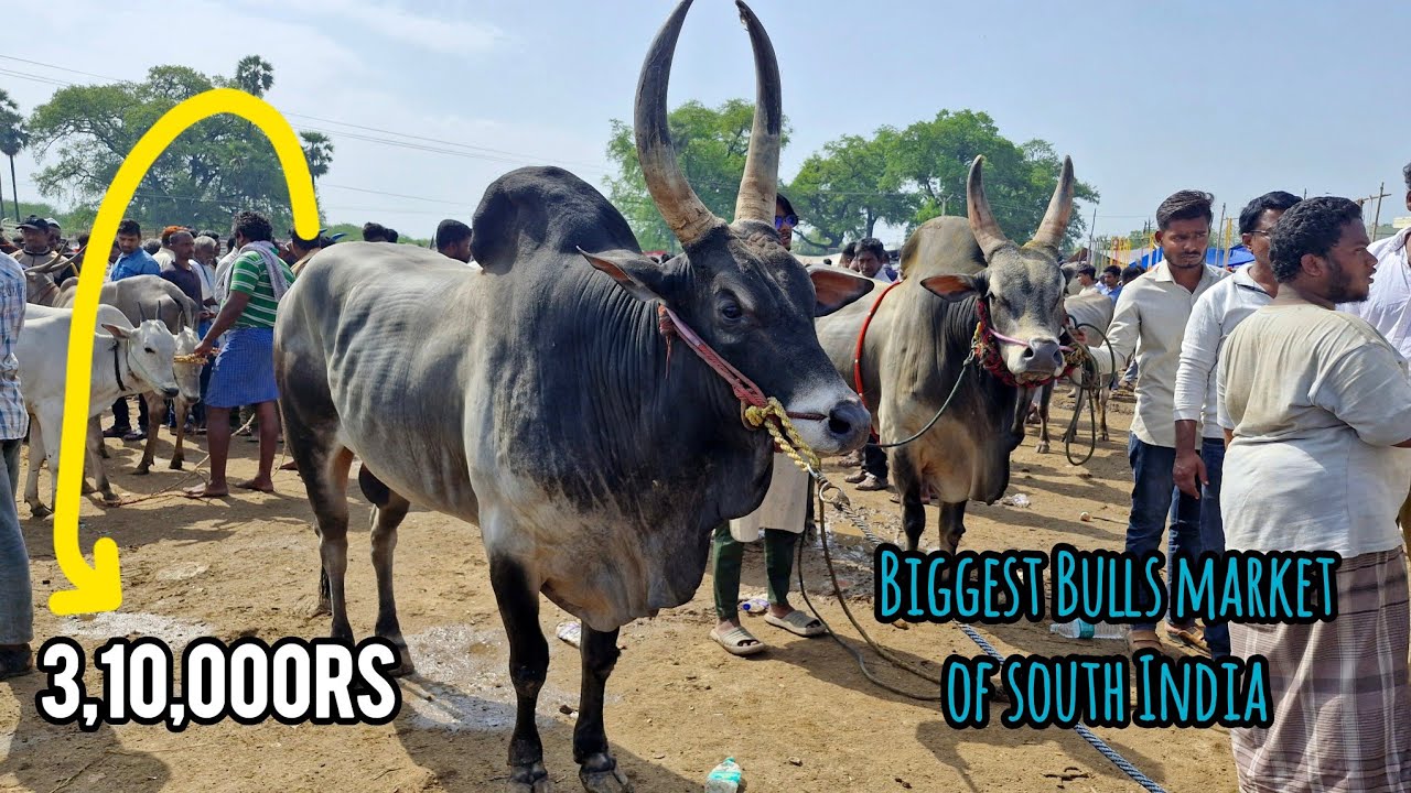Kundarapalli Bulls Market A Day Before Eid