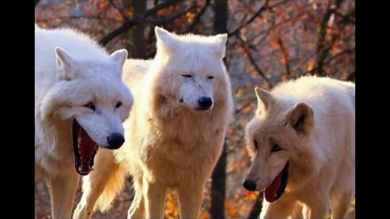 Озвучка комиксов/приколов по Котам-Воителям #9