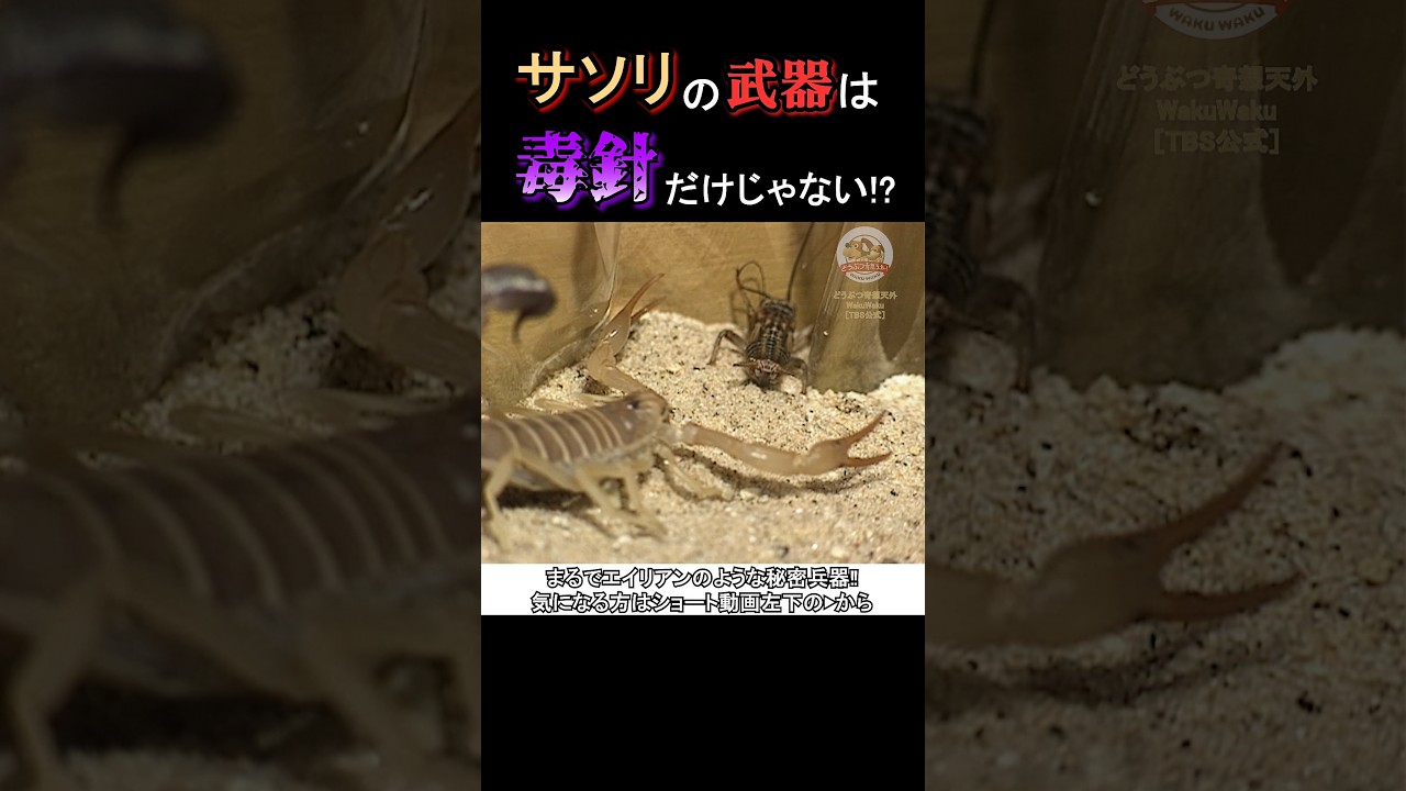 【エイリアン？】サソリの武器は毒だけじゃない!武器の秘密はなんと口の中に!?【どうぶつ奇想天外／WAKUWAKU】