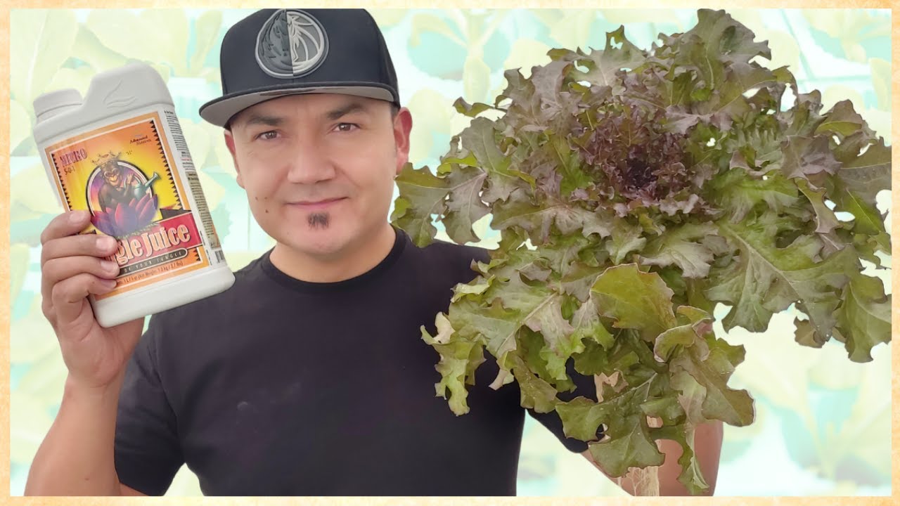 La solución nutritiva perfecta para tu cultivo hidropónico