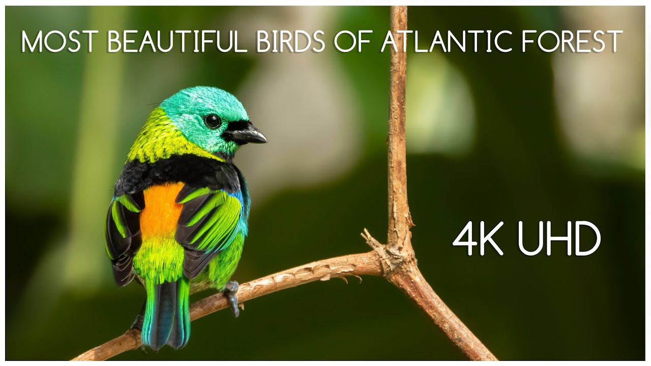 Aves da Mata Atlântica em 4K UHD