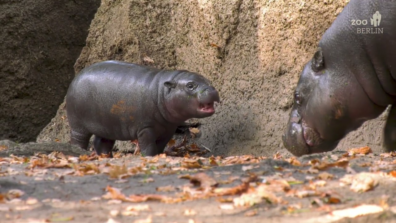Zwergflusspferd Toni im Zoo Berlin - Pygmy hippo Toni at Zoo Berlin