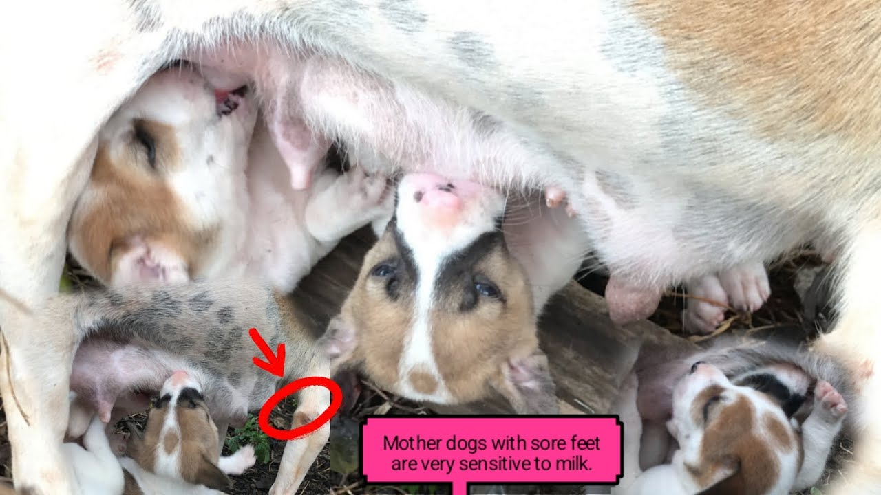 Mother dogs with sore feet are very sensitive to milk.🐕🐕🥲🥲🥲😪🥺🥺😭