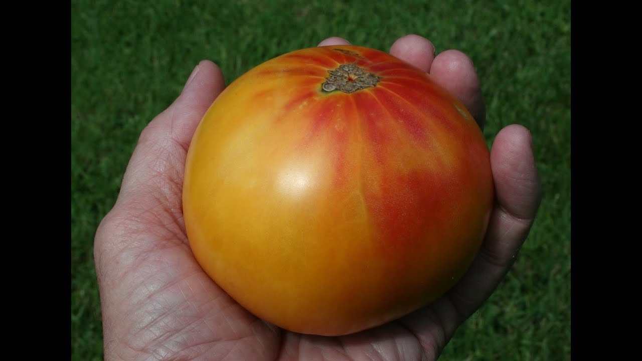 Old German Heirloom Tomato Through The Growing Season.