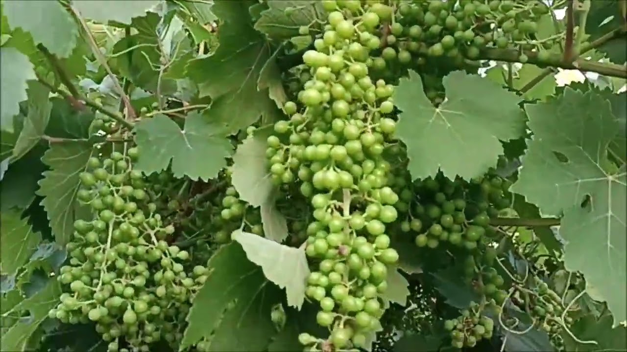 Variedades de uva en la zona este de la provincia de Mendoza