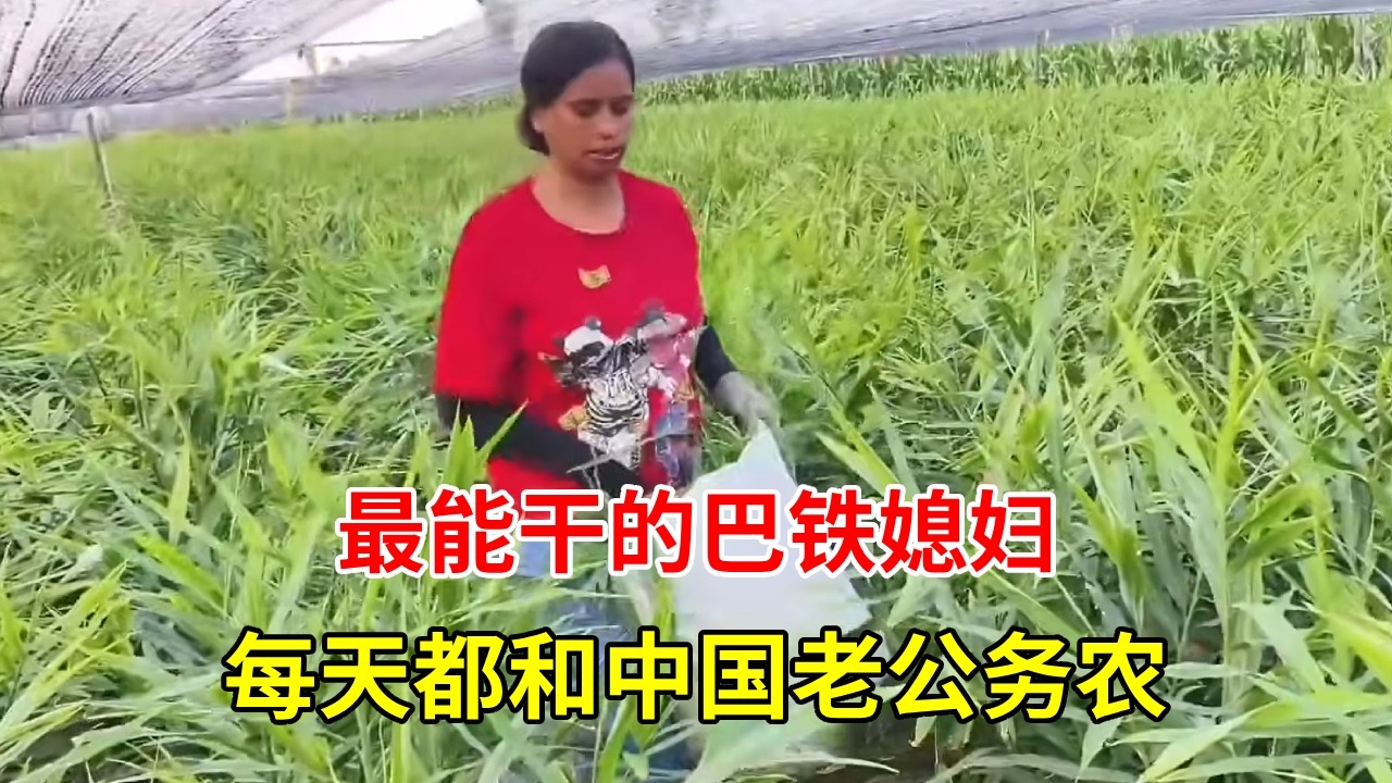 最能干的巴铁媳妇来中国后帮老公种200亩地，真能干 【巴铁媳妇舒迈拉】